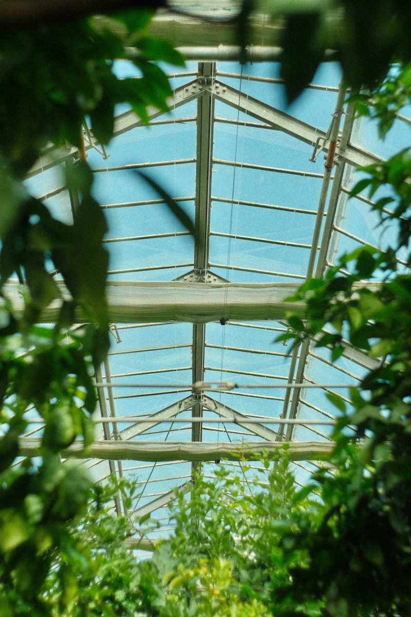 A view of a building through the leaves of a tree