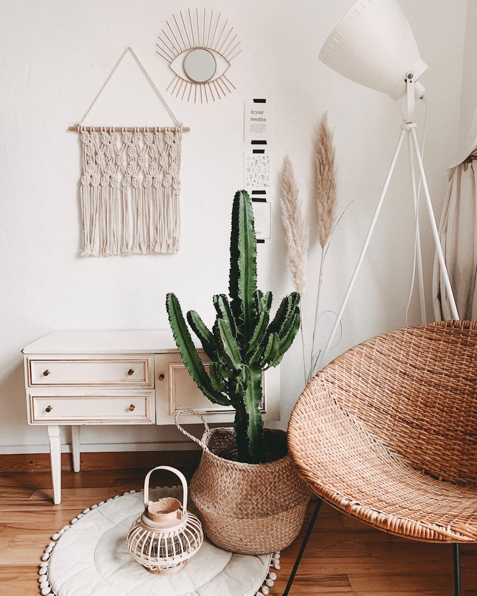 green cactus plant in room