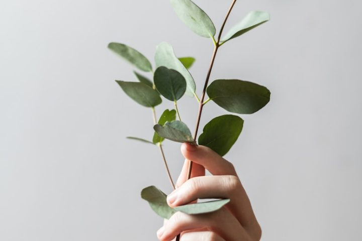 person holding leaf plant